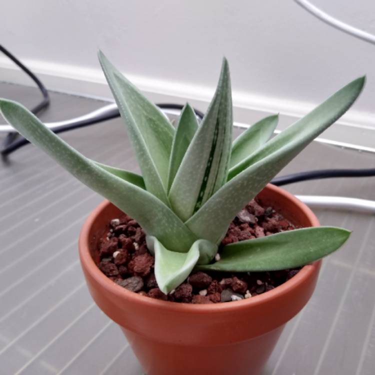 Plant image x Gasteraloe 'Green Ice'