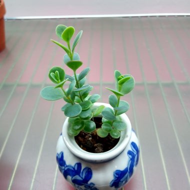 Kalanchoe marnieriana