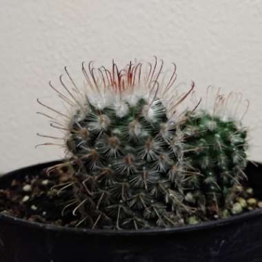 Mammillaria bombycina