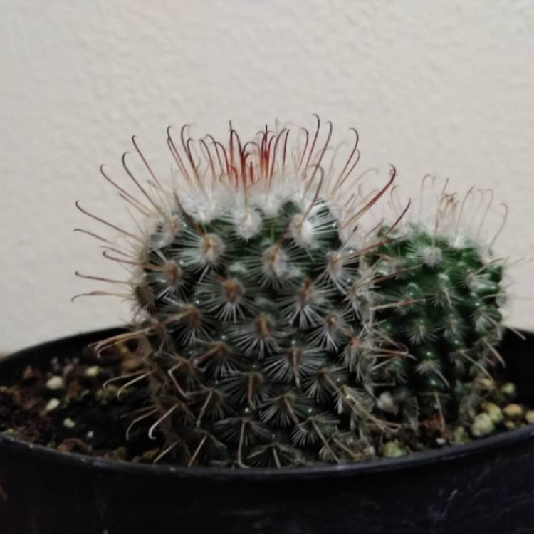 Plant image Mammillaria bombycina