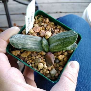 Gasteria Sakura Fuji