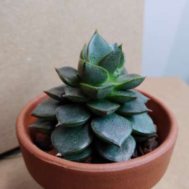 Echeveria Dionysos