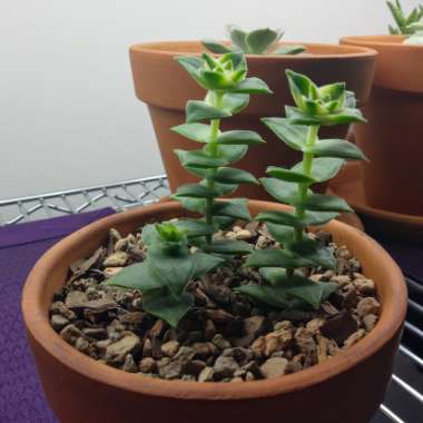 Crassula perforata 'String of Buttons'