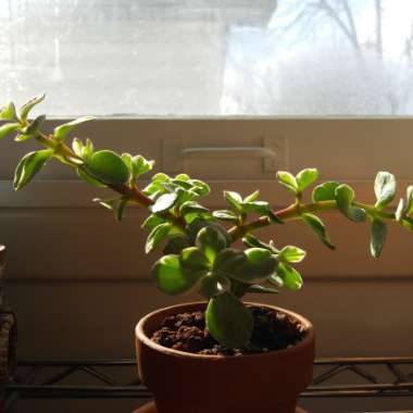 Portulacaria Afra Variegata