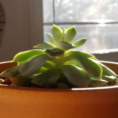 Echeveria Arctic Ice