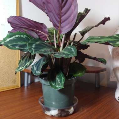 Calathea roseopicta 'Medallion'