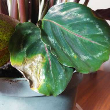 Calathea roseopicta 'Medallion'