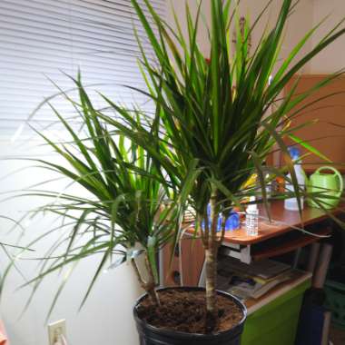 Dracaena marginata