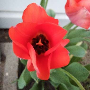 Tulipa