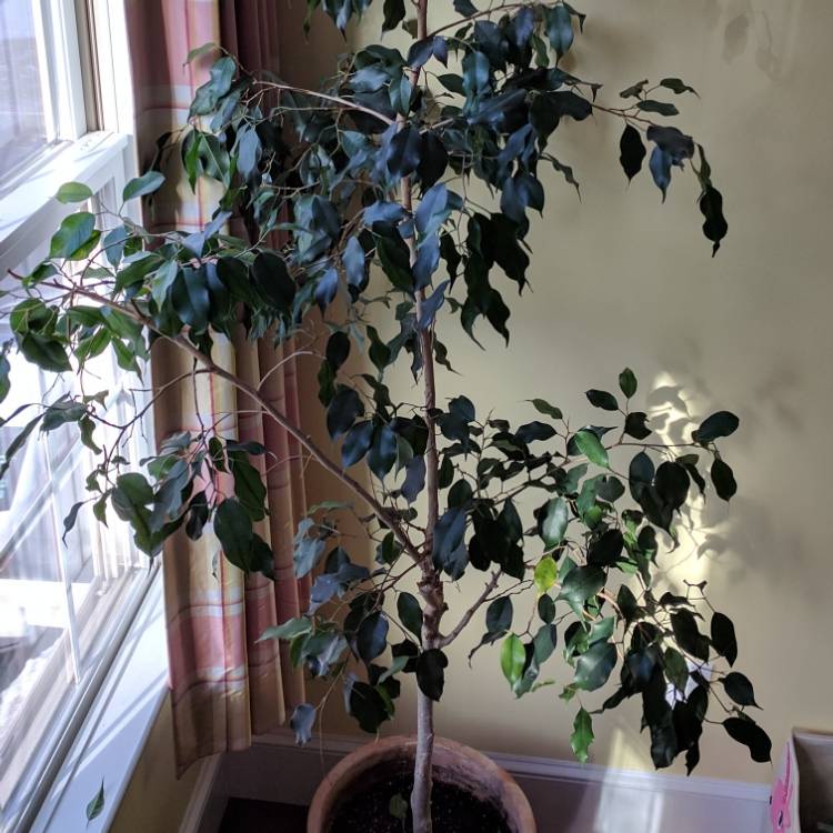 Plant image Ficus benjamina