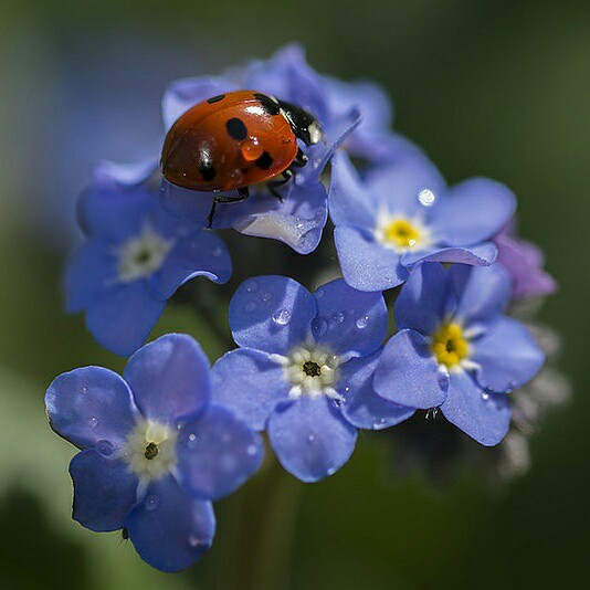 Myosotis scorpioides