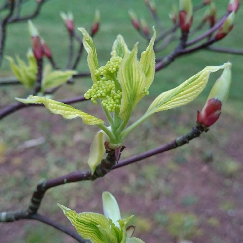 Plant image Cornus controversa 'Variegata'