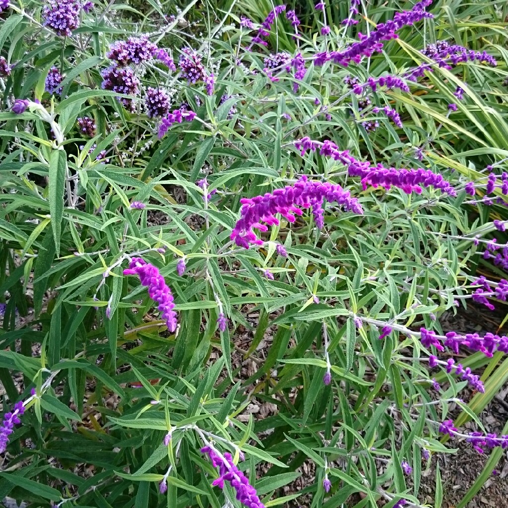 Plant image Salvia leucantha 'Santa Barbara'