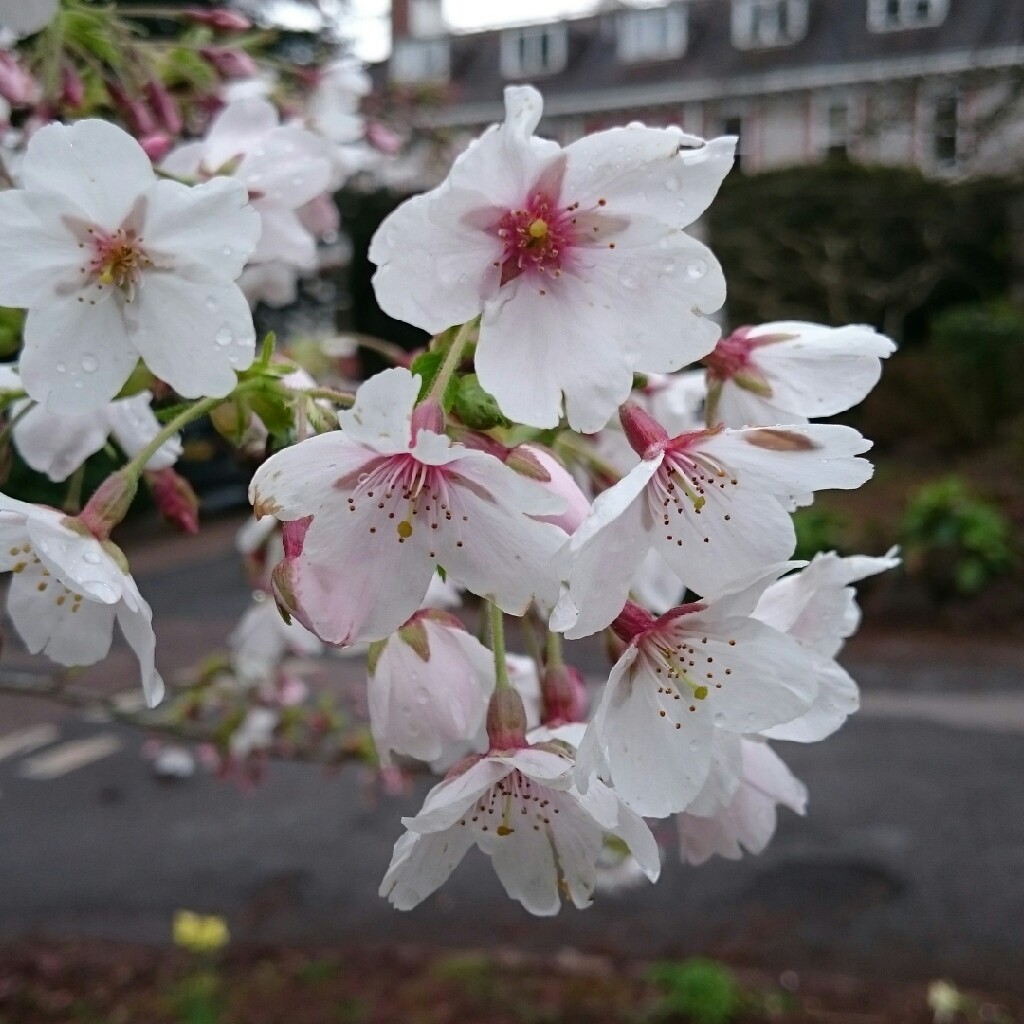 Plant image Prunus x yedoensis