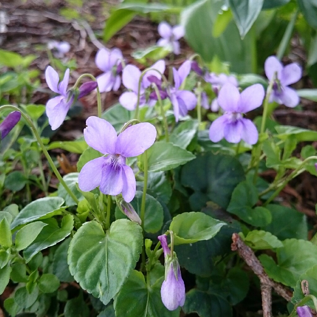 Plant image Viola riviniana 'Purpurea'