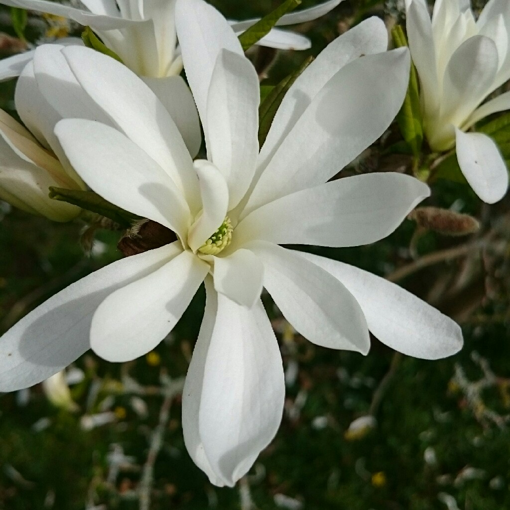 Magnolia stellata