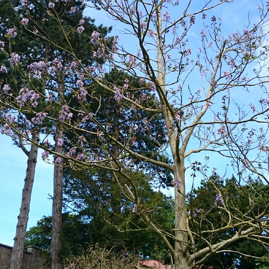 Plant image Paulownia tormentosa