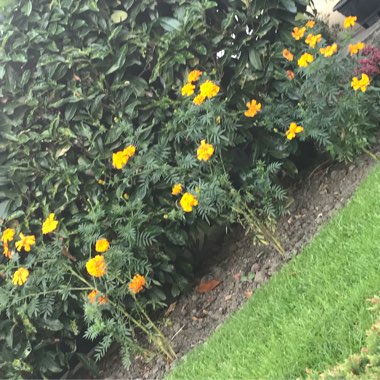 Tagetes patula 'French Bee'