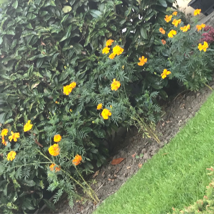 Plant image Tagetes patula 'French Bee'