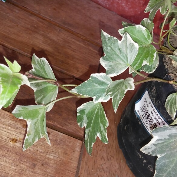 Plant image Hedera colchica 'Dentata Variegata'