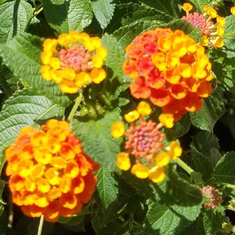 Plant image Lantana camara 'Landmark Blaze'