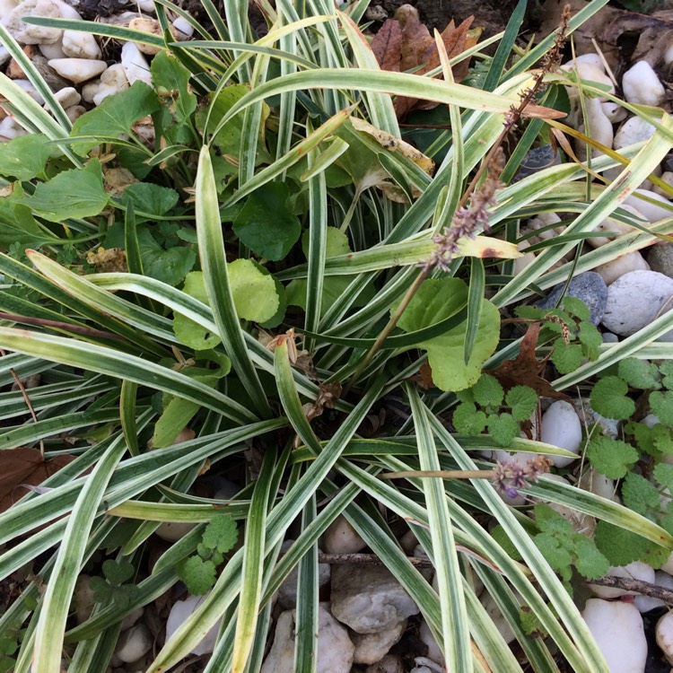 Plant image Liriope muscari 'Variegata'