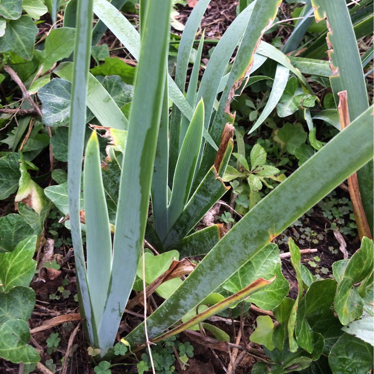 Plant image Iris Setosa