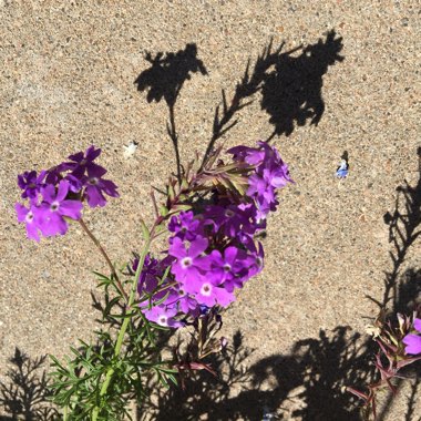 Glandularia bipinnatifida