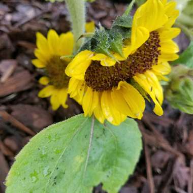 Sunflower 'Little Dorrit'