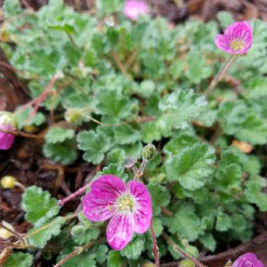 Cranesbill (Geranium)