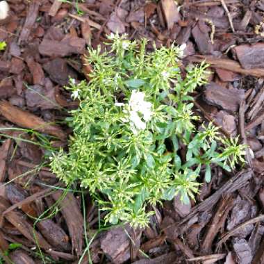 Candytuft