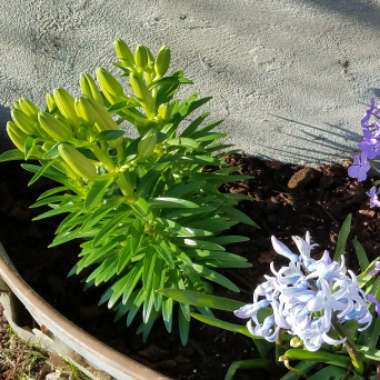 Lily 'Tiny Sensation' (Asiatic)