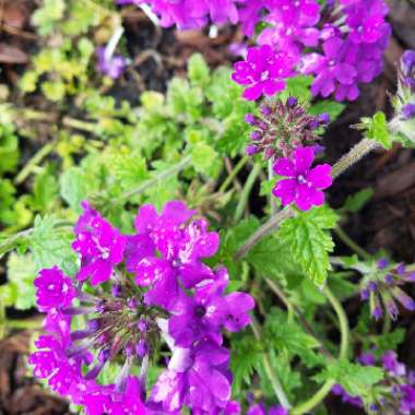 Verbena 'Empress Purple'