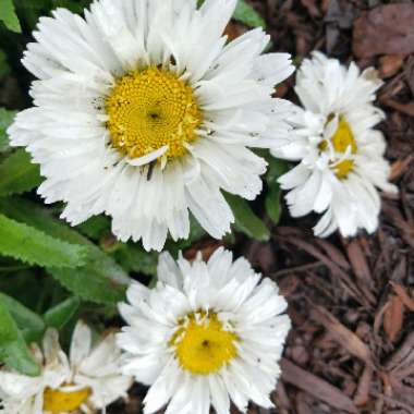 Shasta Daisy 'Freak'