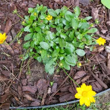 Dwarf Coreopsis