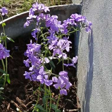 Woodland Phlox 'May Breeze'