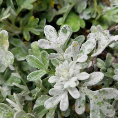 Wormwood 'Silver Brocade'