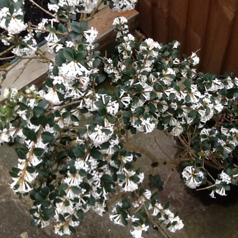 Delavayi's osmanthus