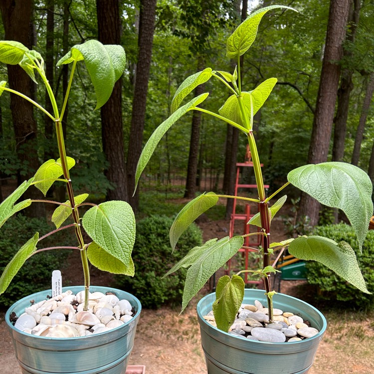 Plant image Salvia Madrensis