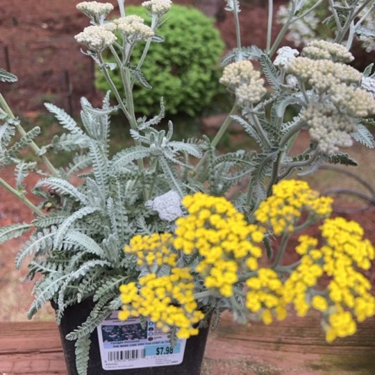 Plant image Achillea 'Moonshine'