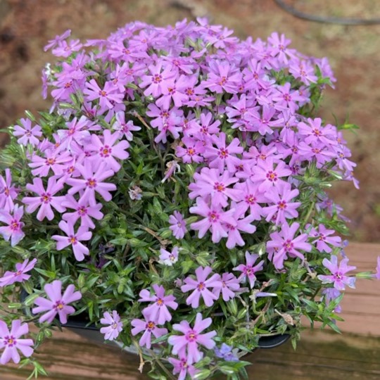 Plant image Dianthus gratianopolitanus 'Firewitch'