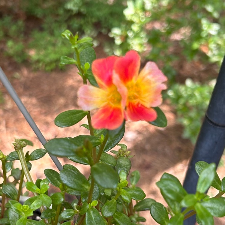 Plant image Portulaca hybrid 'Balriorg' Rio™ Orange, (Rio™ Series) PP17241 'Balriorg' Rio Orange