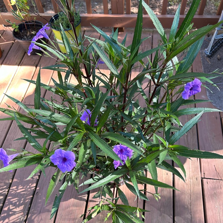 Plant image Ruellia brittoniana 'Purple Showers'