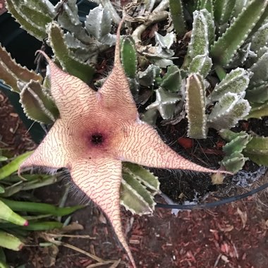 Stapelia hirsuta