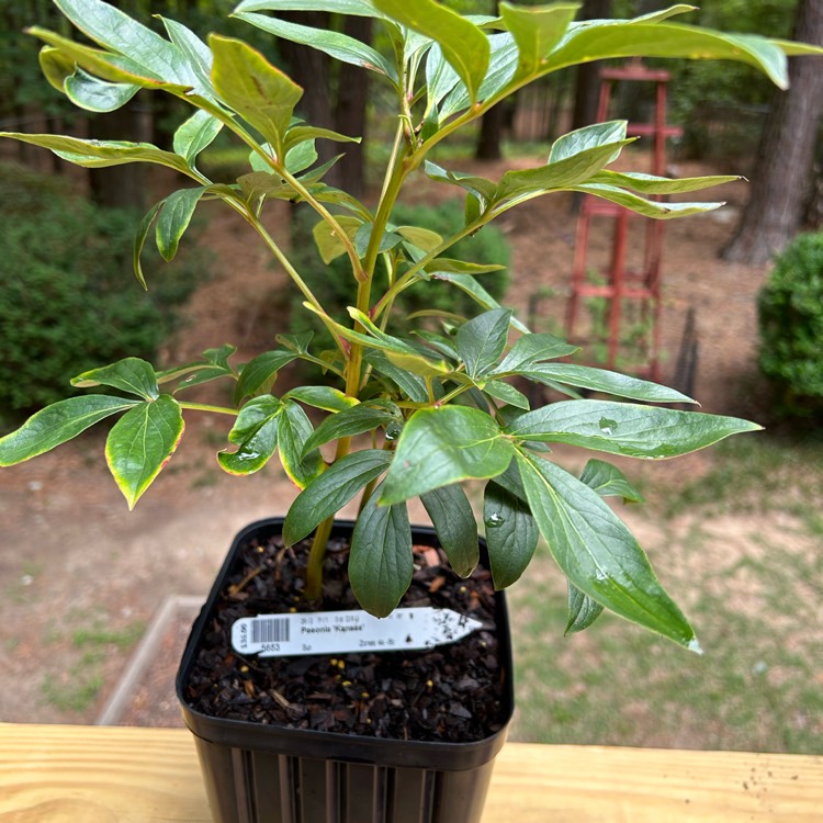 Plant image Paeonia lactiflora 'Kansas'