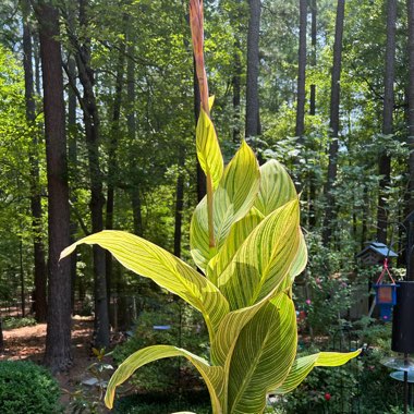 Canna x generalis 