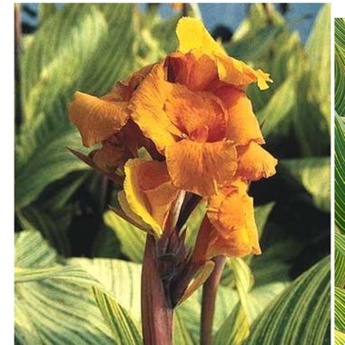 Canna x generalis 