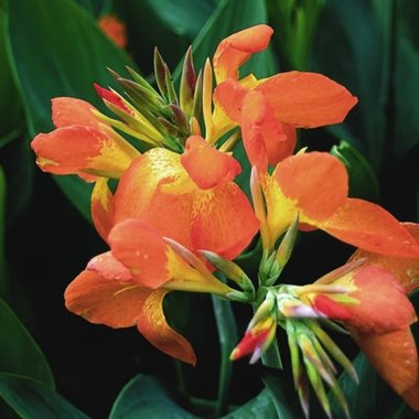 Canna X Generalis