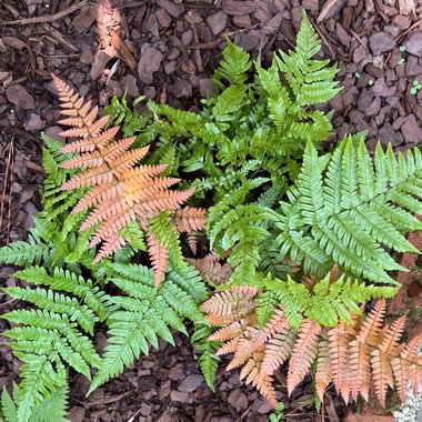 Dryopteris erythrosora 'Brilliance'