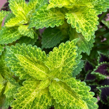 Solenostemon scutellarioides 'Ufo4335' syn. Solenostemon scutellarioides 'Electric Lime'